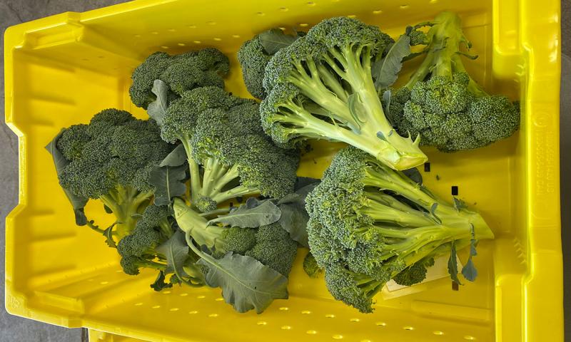 Yellow bin filled with marketable broccoli heads.