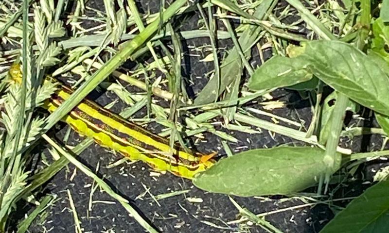 Light-green, striped caterpillar at soil level of pepper planting.