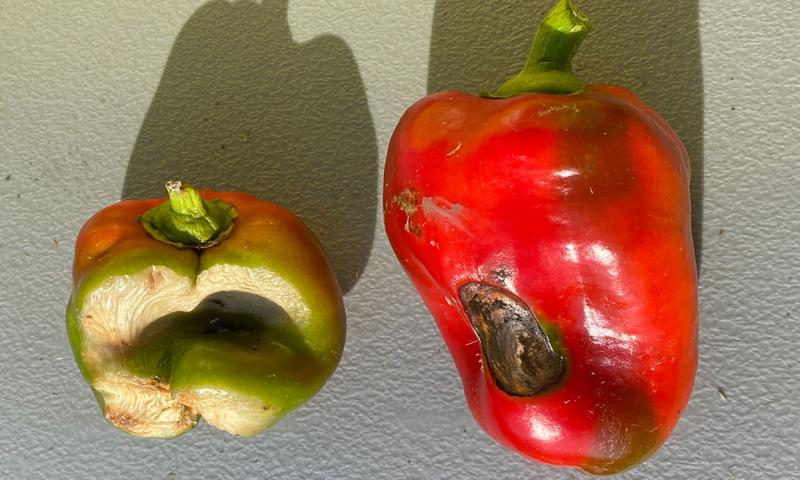 Two peppers with severe sunscald symptoms.