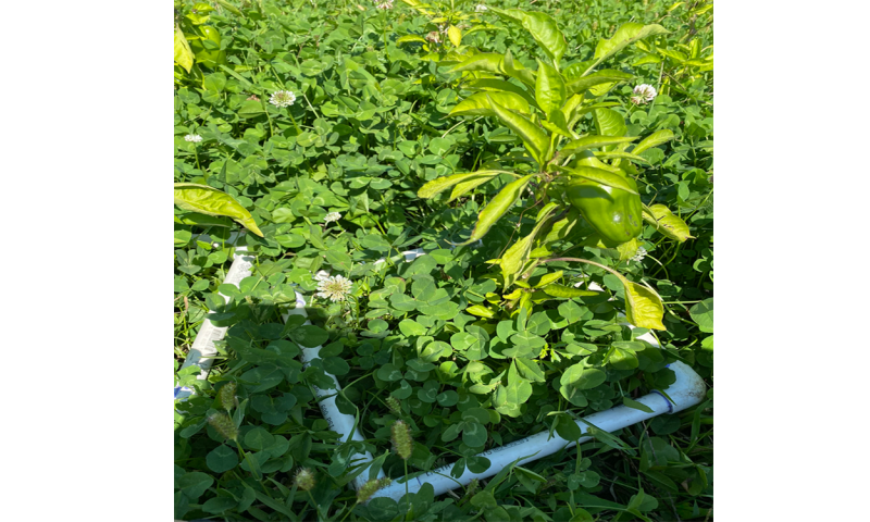 White, PVC sample frame placed over a pepper plant growing amongst clovers.