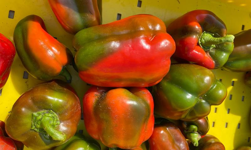 Several, U.S. fancy-grade peppers in a yellow bin.