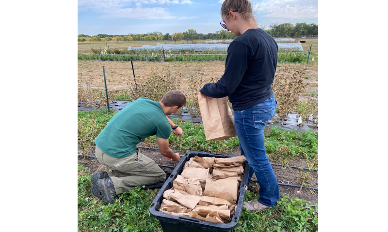Two SDSU undergraduate students collecting biomass samples in brown, paper bags.