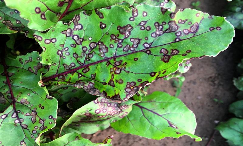 Beet greens with several purple-to-white spots throughout.