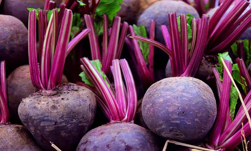 Table Beets: Harvest and Storage