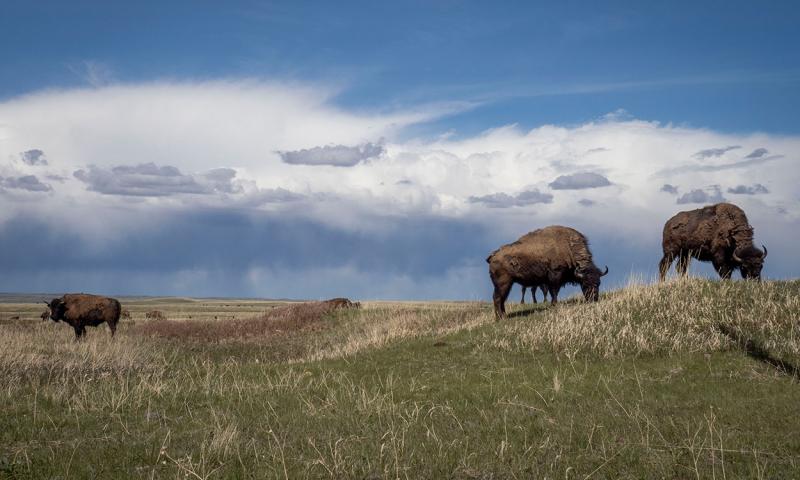 Bison herd roaming a vast, rolling plain.