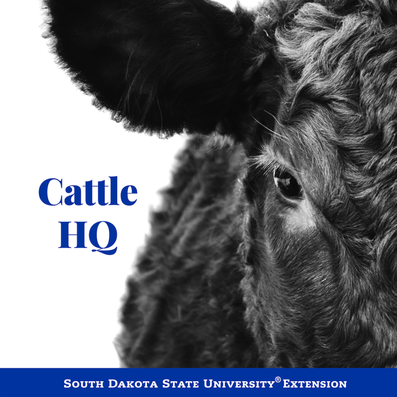 Cattle HQ Episode 42
