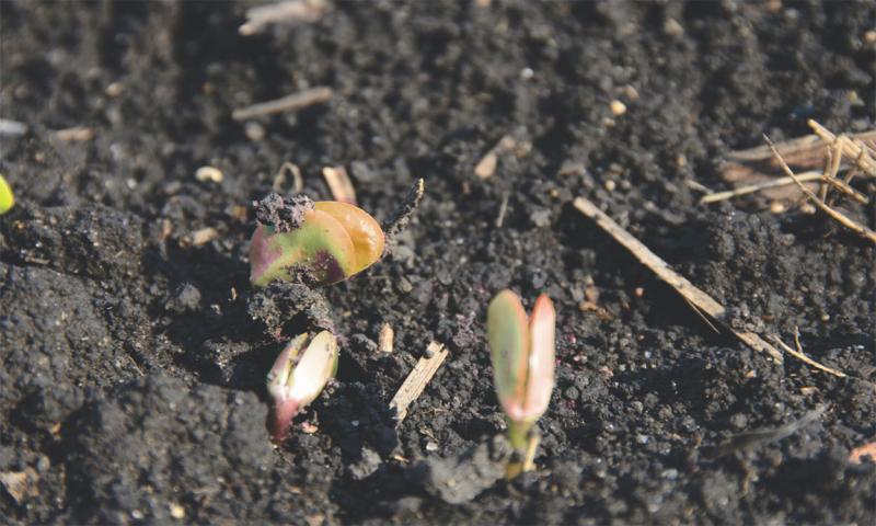 Emerging soybean seedlings with chilling injury.