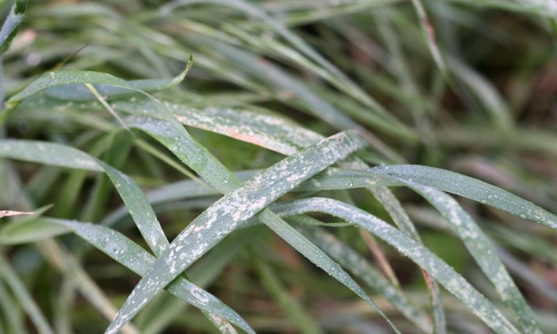 Green grass with white spots on the leaves.
