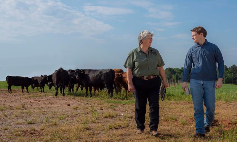 Rancher and marketing consultant meeting in a cattle pasture.