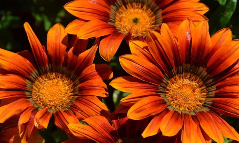 Bright-orange flowers growing in a garden.
