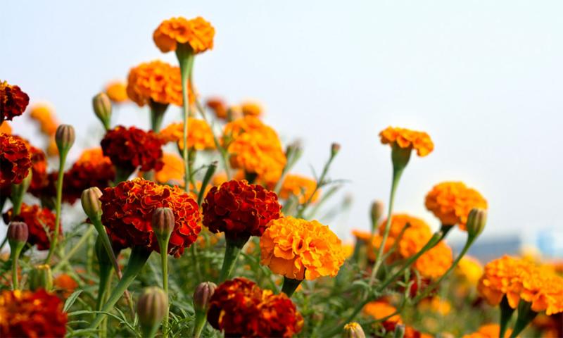 Marigold flowers blooming in a garden in shades of orange.