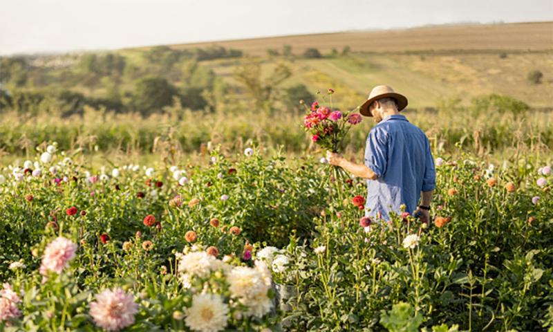 Producer harvesting dahlia flowers on a flower farm.