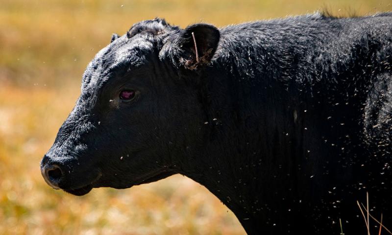 Black angus cow with pinkeye and flies throughout its body.