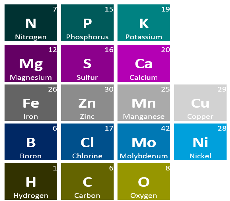 Seventeen essential nutrients mentioned in next paragraph