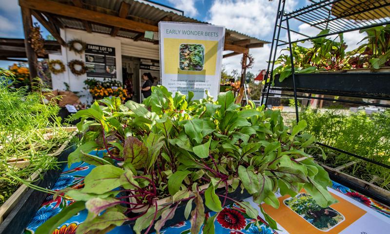 Beets on display at a direct market farm.