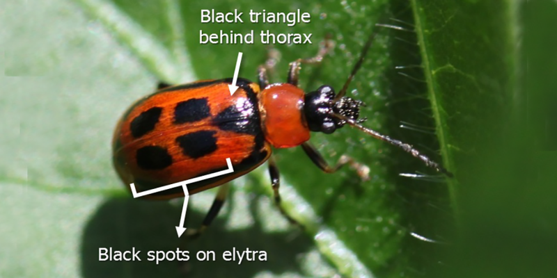 A red-orange colored beetle with a black head and legs, black margins on the elytra, 4 black spots on the back, and a black triangle behind the thorax. The beetle is standing on a green soybean leaf.
