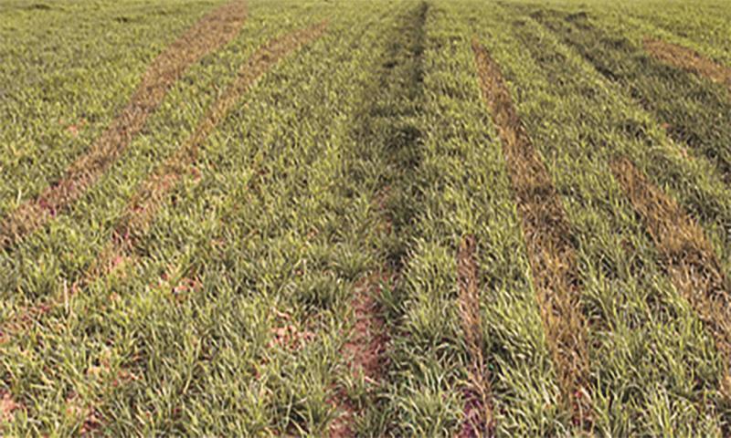 Young wheat plants showing early symptoms of drought stress.