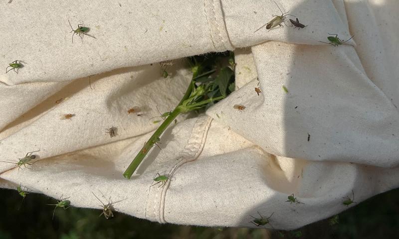Greenish brown bugs on a white sweep net cloth.