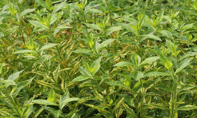 A patch of phlox plants with spider mite damage.