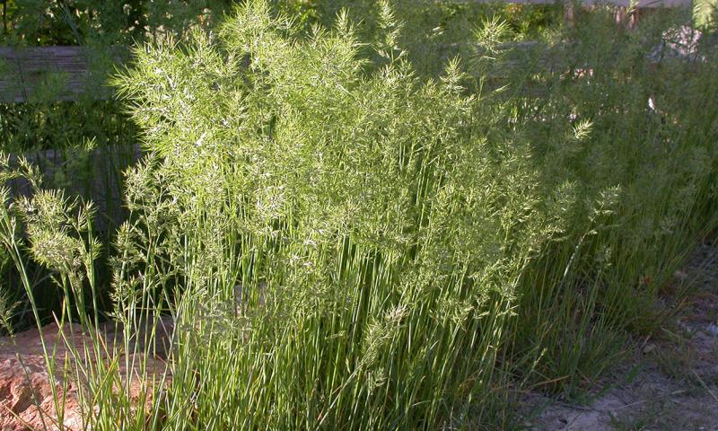 A dense stand of tall, green bulbous bluegrass growing near a field.