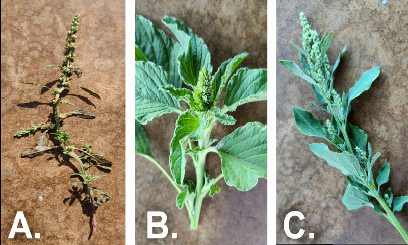 Three green plants that showcase A) waterhemp, B) redroot pigweed, and C) common lambsquarter.