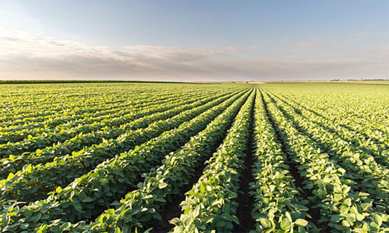 Soybean field in early summer.