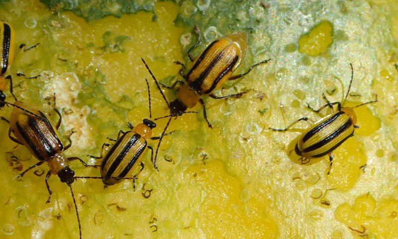 Several striped cucumber beetles feeding on a melon.