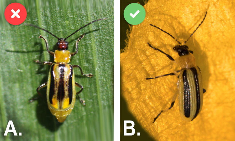 Left: Yellow beetle with a black head and three lines on the back. Right: Yellow beetle with a black head and three distinct black stripes on the back.