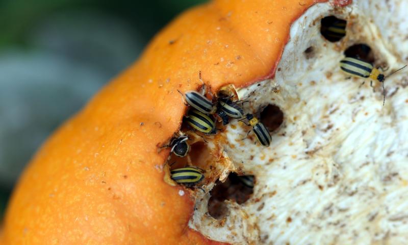 A group of yellow and black striped beetles feeding on an orange pumpkin.