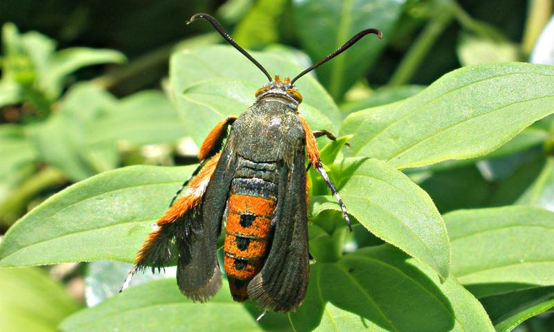 Squash vine borer moth on plant.