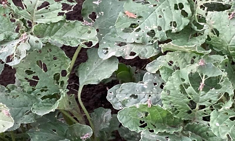 Several small, light colored grasshopper nymphs feeding on green leaves plants. The leaves of the plants have small holes in them.