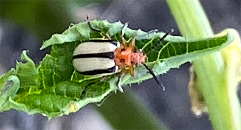 Beetle with white elytra with black stripes. Head and thorax are orange. Thorax has two black spots present on it.