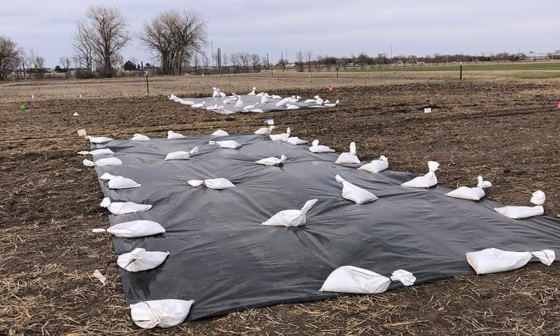 Black silage tarp spread out over a research plot.