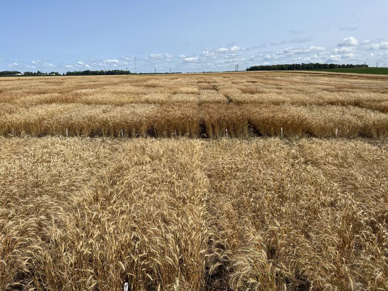 a golden wheat field stands under a light blue sky
