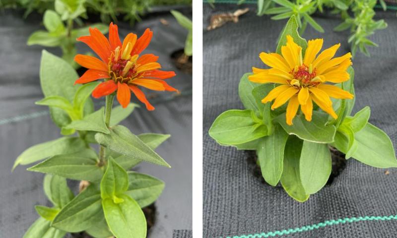 Orange and yellow zinnia flowers.