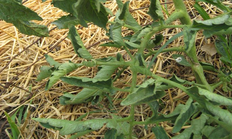 Tomato plant with lower leaves curling inwards.
