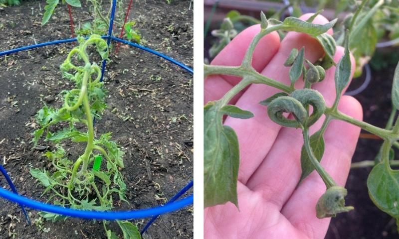 Two tomato plants exhibiting curling and c-shaped leaves due to herbicide exposure.