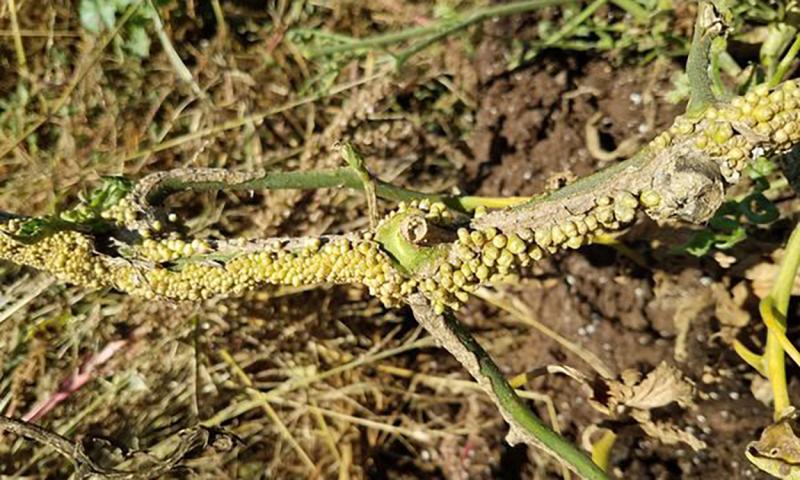 Tomato plant with clusters of small bumps throughout its stems.
