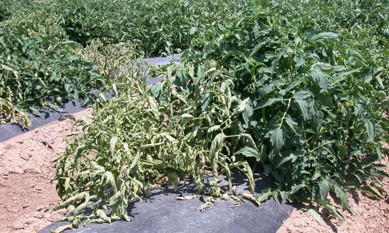 Tomato plant infected with beet curly top virus.