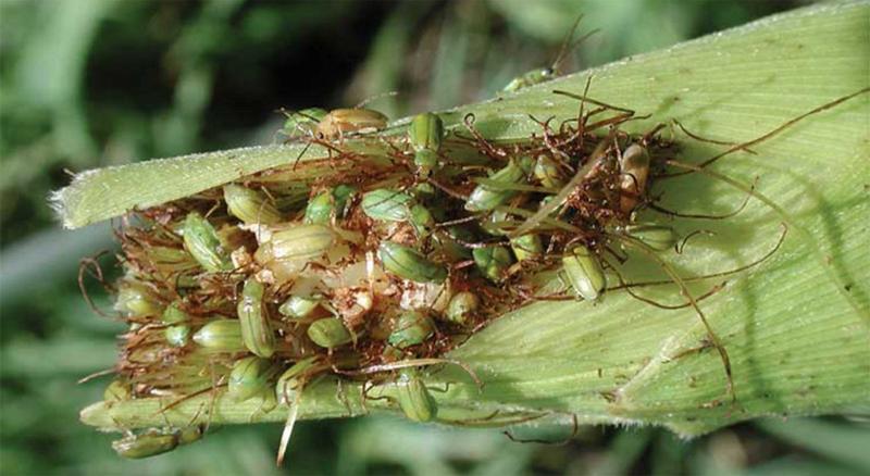 Numerous green beetles feeding on the tip of a corn ear.