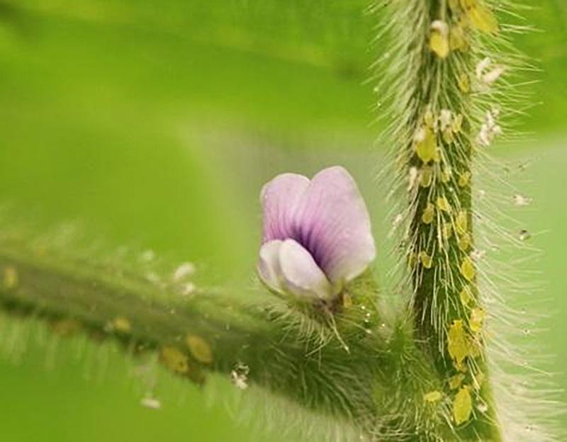 Small, green teardrop shaped insects on a green, soybean stem with pink flower.