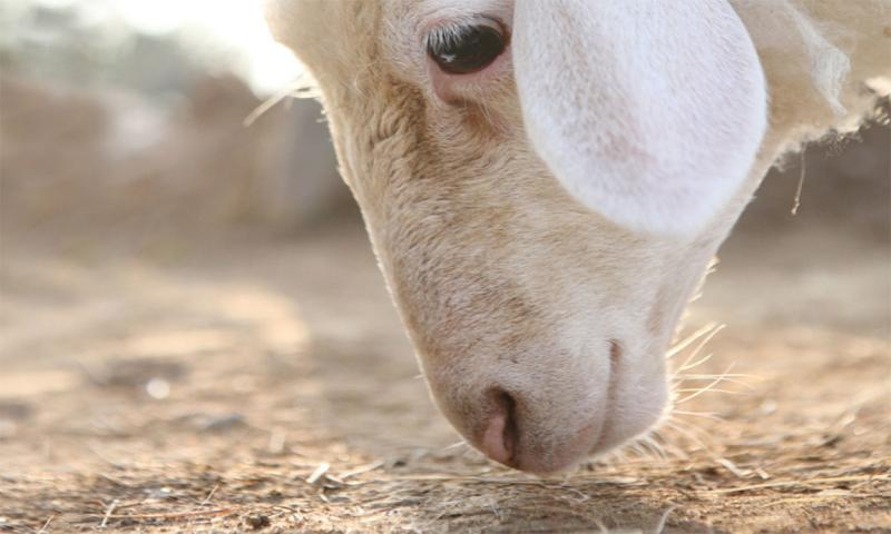 Close-up of sheep grazing sandy rangeland.