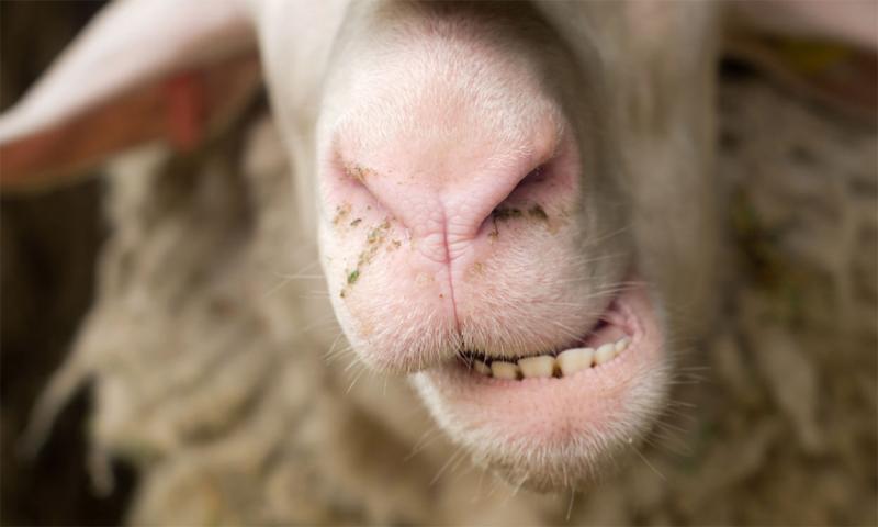 Close-up of a sheep’s nose, mouth, and teeth.