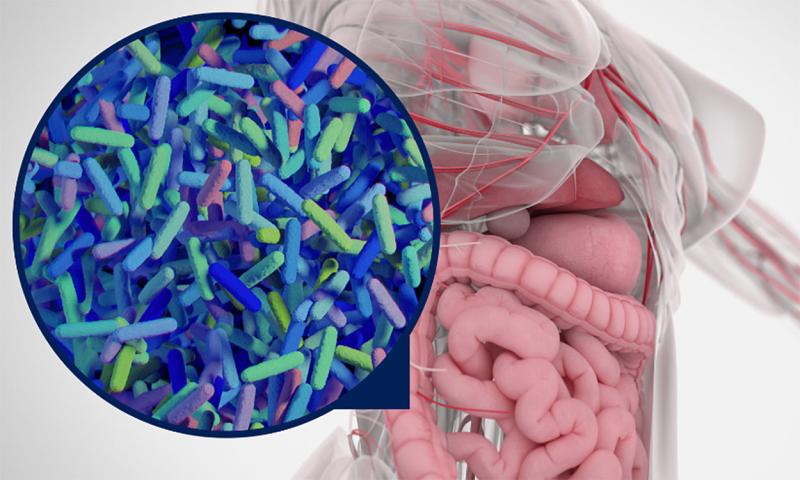 3-D illustration of human gastrointestinal tract and gut microbiome.
