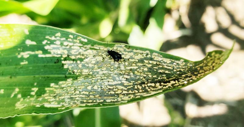 Green corn leaf with small holes near the center and edges.