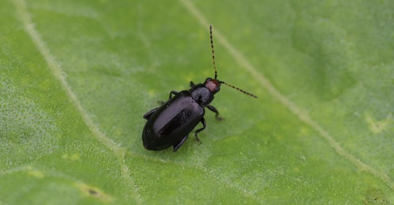 Black beetle with a red head on soybean leaf.