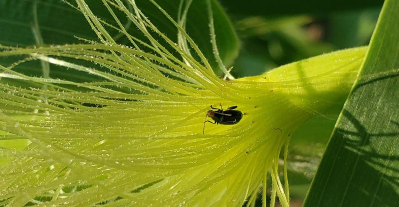 Corn silks with a beetle on them.