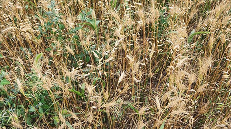 Yellow wheat field with green weeds throughout.