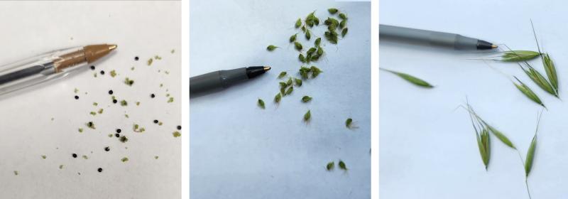 Three pictures of small, green, weed seeds.
