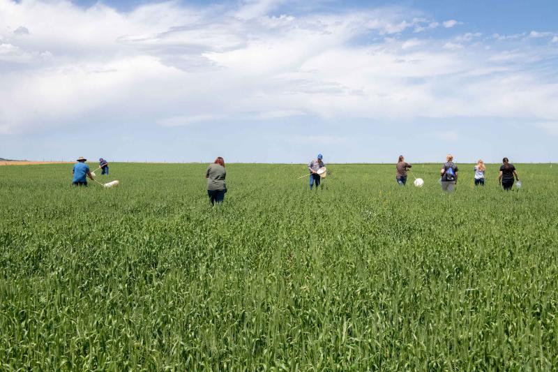 West River Research Farm Field Day Seven people stand at a distance in a green field. The sky is blue with a large cloud stretching across most of the horizon